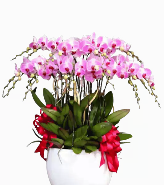 Chậu Lan Hồ Điệp Trắng Pha Hồng