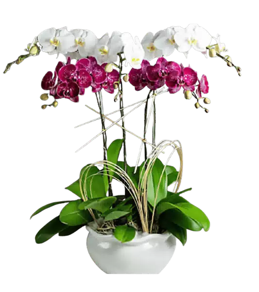 Chậu Lan Hồ Điệp Trắng phối Đỏ Rượu Vang