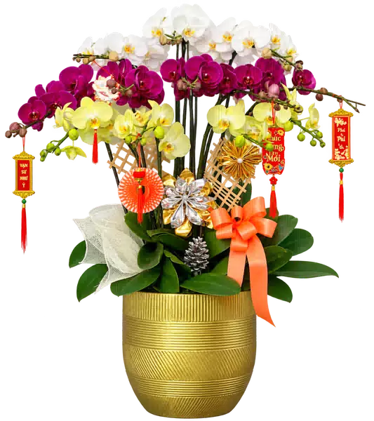 Chậu Lan Hồ Điệp Trắng Tím Và Vàng