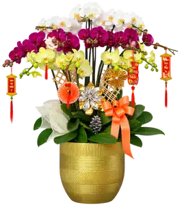 Chậu Lan Hồ Điệp Trắng Tím Và Vàng