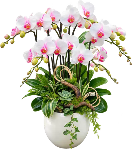 Chậu Lan Hồ Điệp Trắng Và Hồng