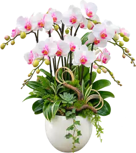 Chậu Lan Hồ Điệp Trắng Và Hồng