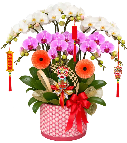 Chậu Lan Hồ Điệp Trắng Và Hồng