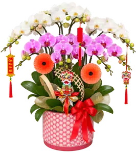Chậu Lan Hồ Điệp Trắng Và Hồng