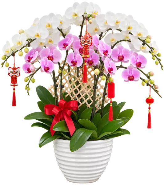 Chậu Lan Hồ Điệp Trắng Và Hồng