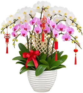 Chậu Lan Hồ Điệp Trắng Và Hồng