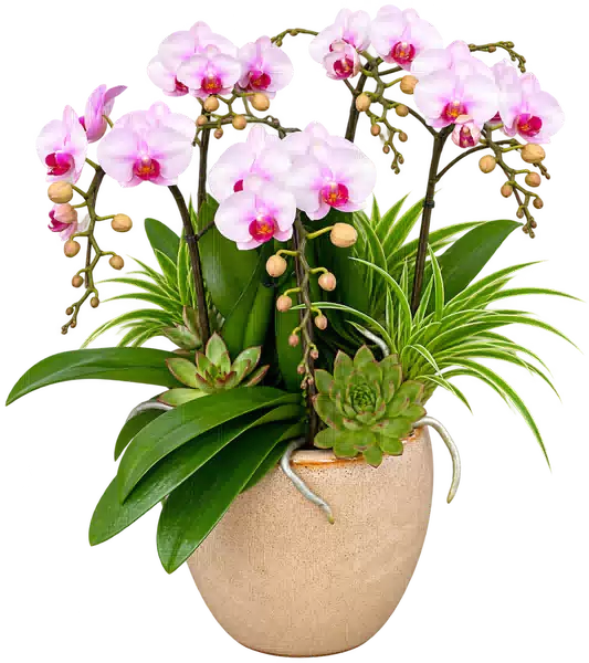 Chậu Lan Hồ Điệp Trắng Và Hồng