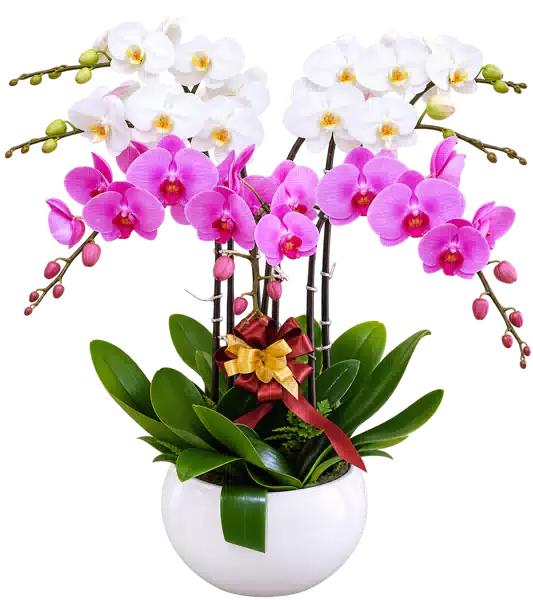 Chậu Lan Hồ Điệp Trắng Và Hồng