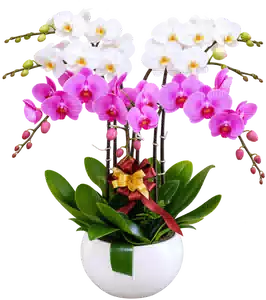 Chậu Lan Hồ Điệp Trắng Và Hồng
