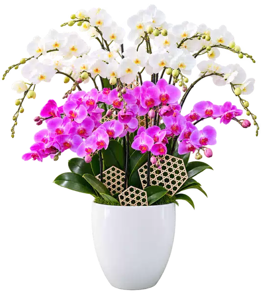 Chậu Lan Hồ Điệp Trắng Và Hồng