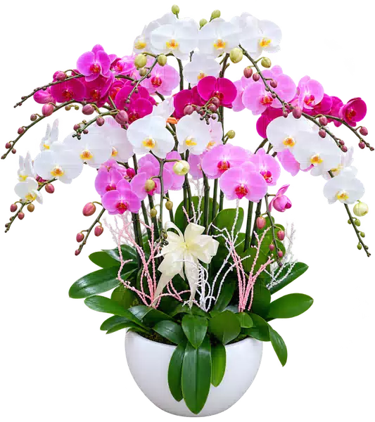 Chậu Lan Hồ Điệp Trắng Và Hồng