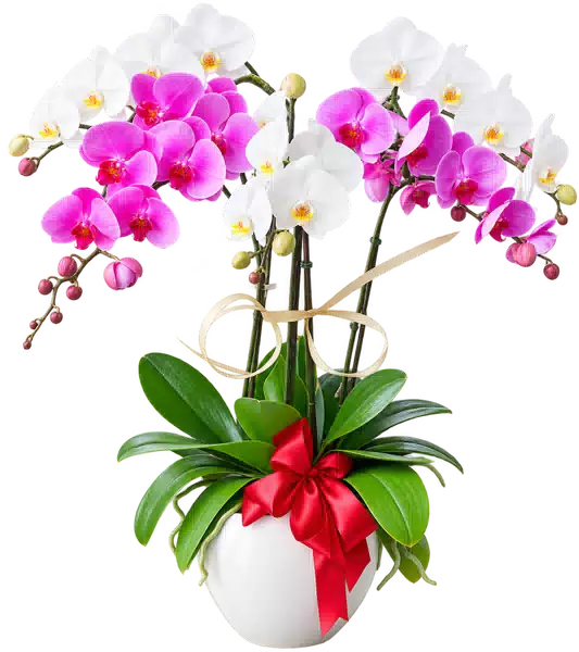 Chậu Lan Hồ Điệp Trắng Và Hồng