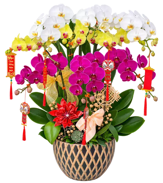 Chậu Lan Hồ Điệp Trắng Và Tím