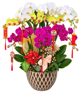 Chậu Lan Hồ Điệp Trắng Và Tím