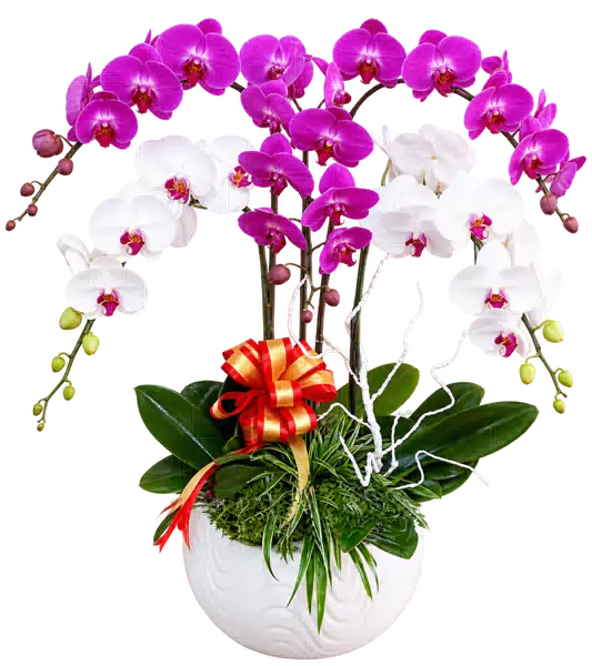 Chậu Lan Hồ Điệp Trắng Và Tím