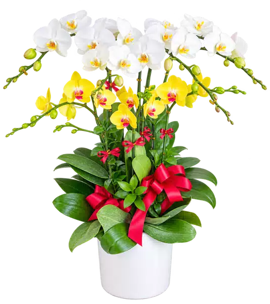 Chậu Lan Hồ Điệp Trắng Và Vàng
