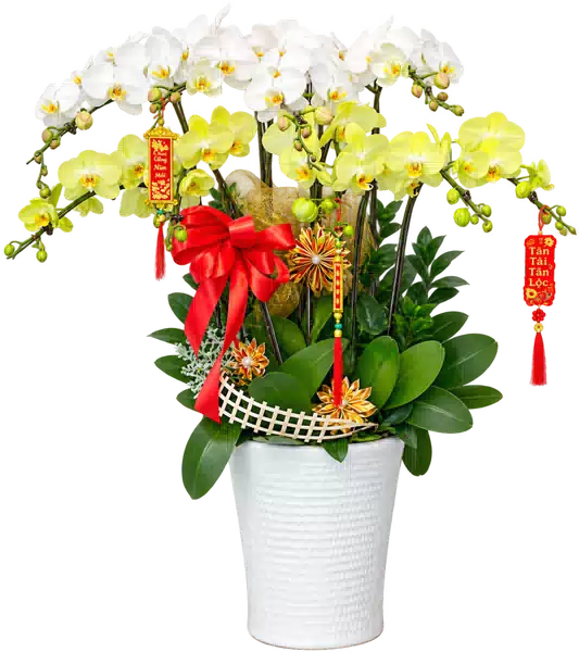 Chậu Lan Hồ Điệp Trắng Và Vàng