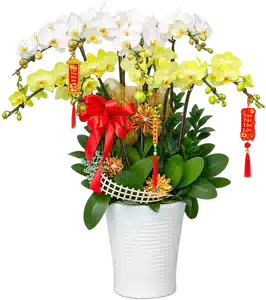 Chậu Lan Hồ Điệp Trắng Và Vàng