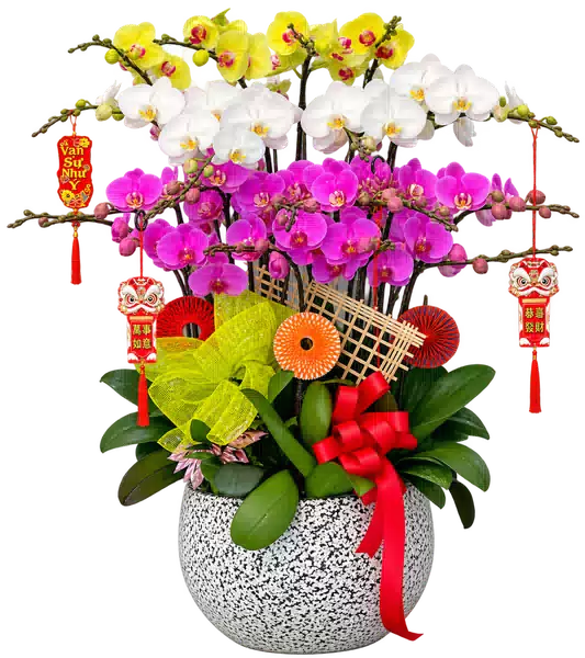 Chậu Lan Hồ Điệp Trắng Vàng Và Tím