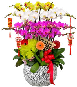 Chậu Lan Hồ Điệp Trắng Vàng Và Tím