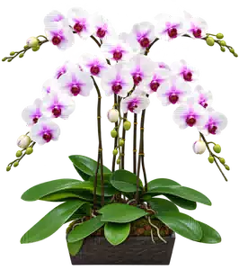 Chậu Lan Hồ Điệp Trắng Viền Tím