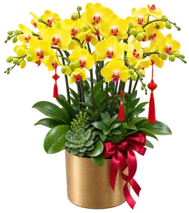Chậu Lan Hồ Điệp Vàng
