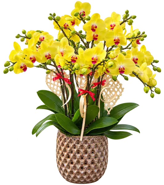 Chậu Lan Hồ Điệp Vàng