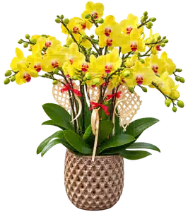 Chậu Lan Hồ Điệp Vàng