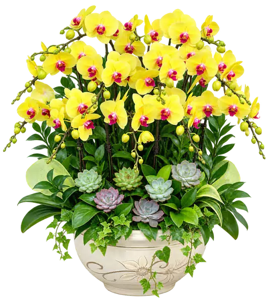 Chậu Lan Hồ Điệp Vàng