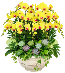 Chậu Lan Hồ Điệp Vàng