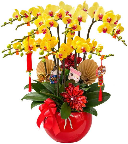 Chậu Lan Hồ Điệp Vàng