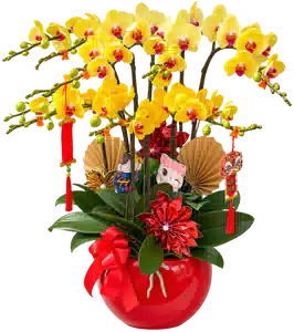 Chậu Lan Hồ Điệp Vàng