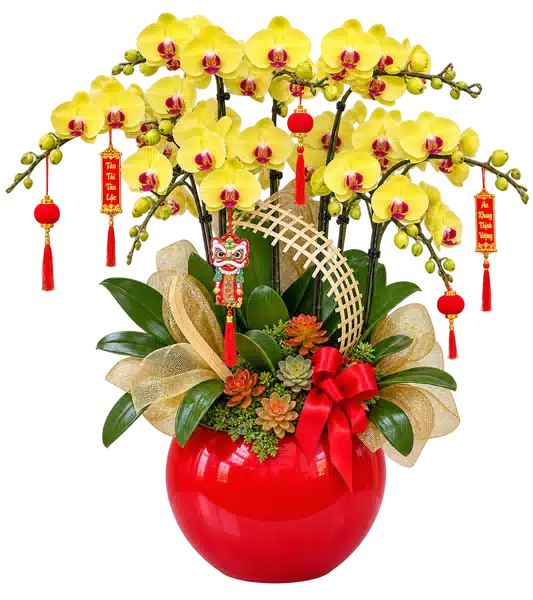 Chậu Lan Hồ Điệp Vàng
