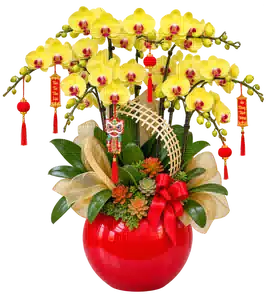 Chậu Lan Hồ Điệp Vàng