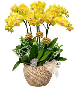 Chậu Lan Hồ Điệp Vàng