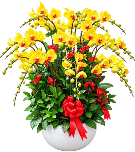 Chậu Lan Hồ Điệp Vàng