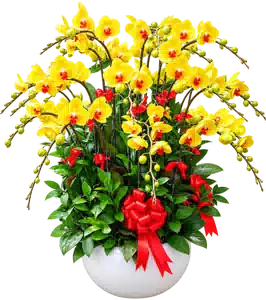 Chậu Lan Hồ Điệp Vàng