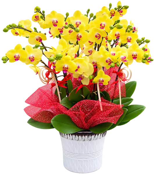 Chậu Lan Hồ Điệp Vàng