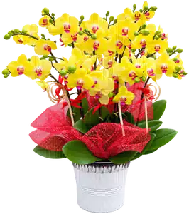 Chậu Lan Hồ Điệp Vàng