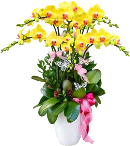 Chậu Lan Hồ Điệp Vàng