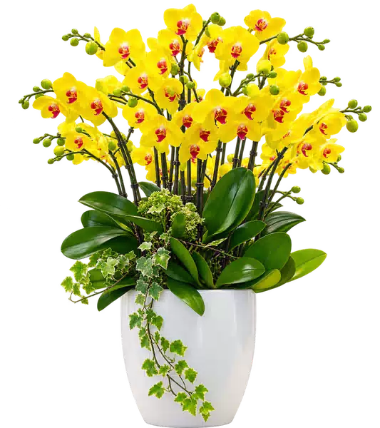 Chậu Lan Hồ Điệp Vàng