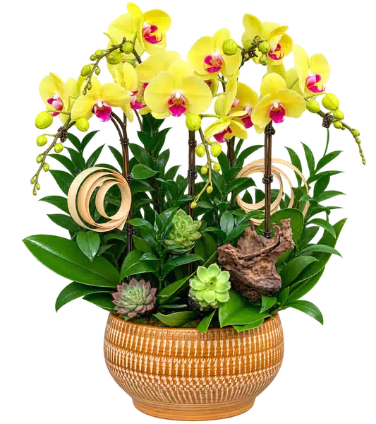 Chậu Lan Hồ Điệp Vàng