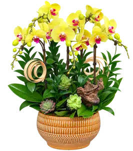 Chậu Lan Hồ Điệp Vàng