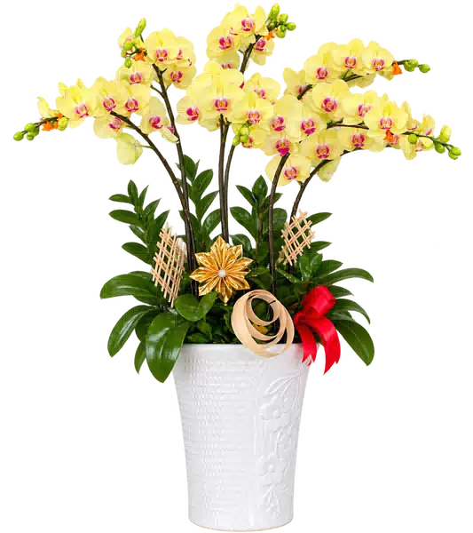 Chậu Lan Hồ Điệp Vàng