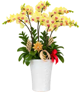 Chậu Lan Hồ Điệp Vàng