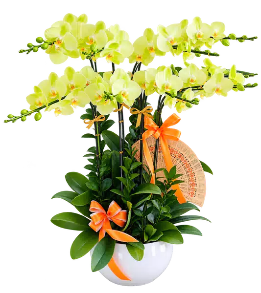 Chậu Lan Hồ Điệp Vàng Nhạt