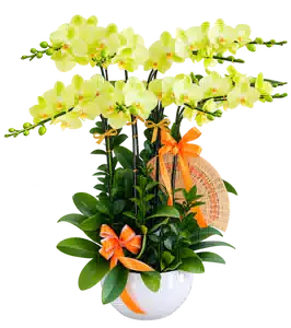 Chậu Lan Hồ Điệp Vàng Nhạt